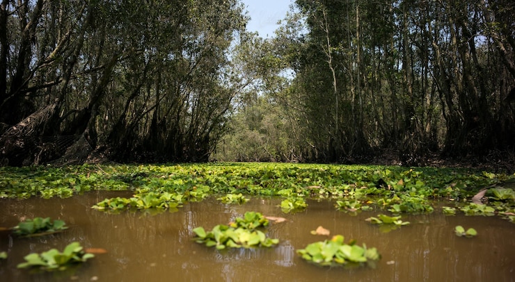 Photo scenic view of lake in forest
