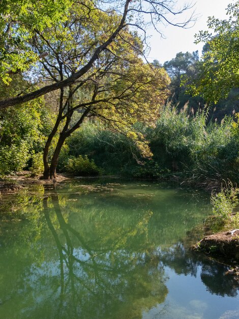 Scenic view of lake in forest