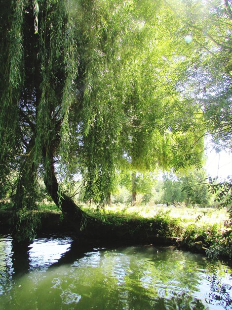 Scenic view of lake in forest