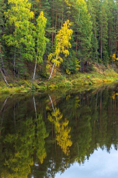 Photo scenic view of lake in forest