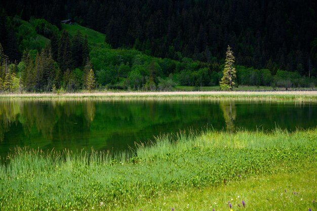 Scenic view of lake in forest