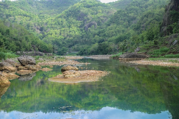 Scenic view of lake in forest