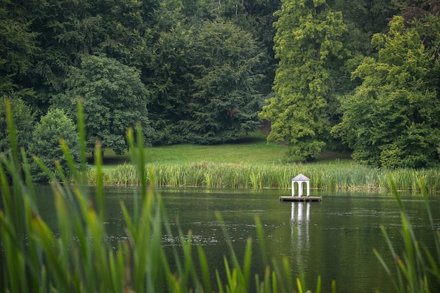 Foto la vista panoramica del lago nella foresta