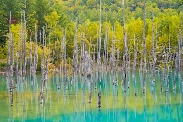 Photo scenic view of lake in forest