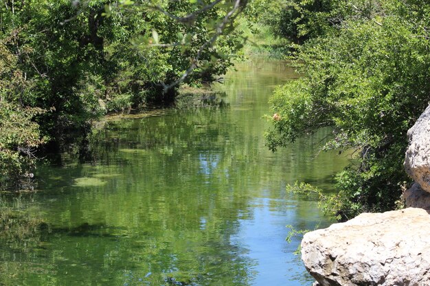 Foto la vista panoramica del lago nella foresta