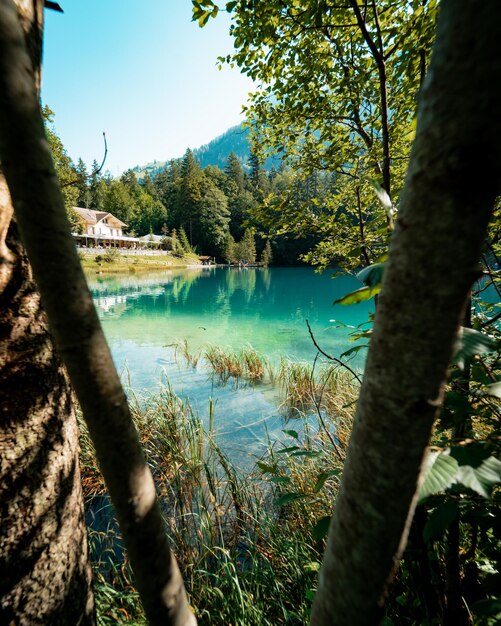 Scenic view of lake in forest