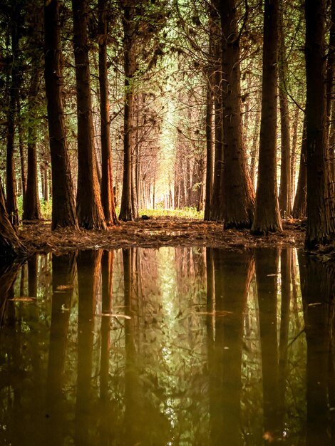 Photo scenic view of lake in forest