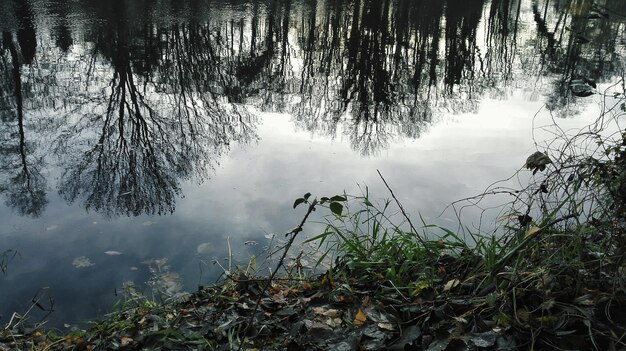 Scenic view of lake in forest