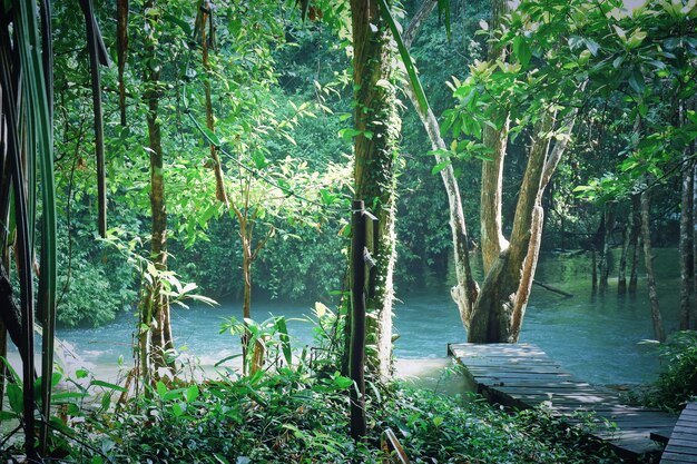 Scenic view of lake in forest