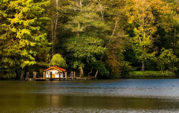 Scenic view of lake in forest