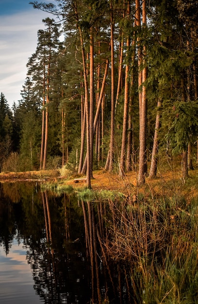 Foto la vista panoramica del lago nella foresta