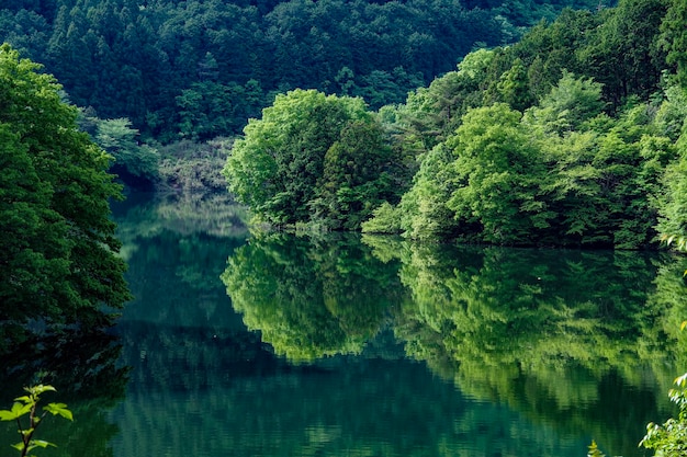 Scenic view of lake in forest