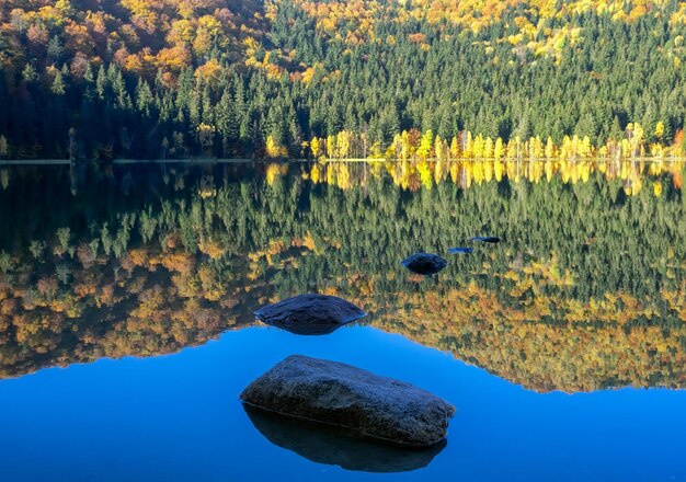 Photo scenic view of lake in forest