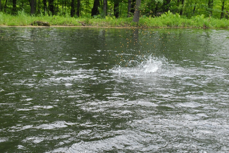 Photo scenic view of lake in forest