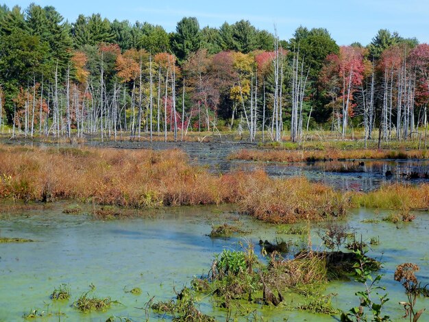 Photo scenic view of lake in forest