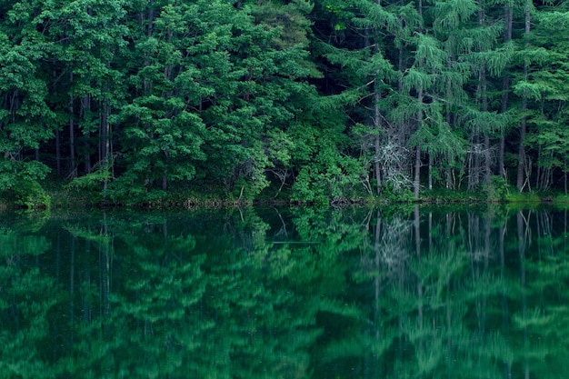 Foto vista panoramica del lago nella foresta