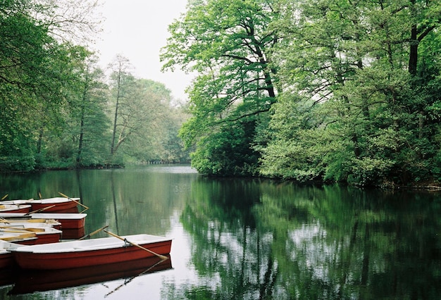 Scenic view of lake in forest