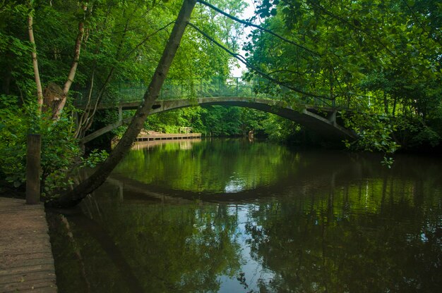 Scenic view of lake in forest