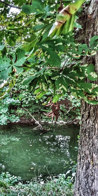 Scenic view of lake in forest