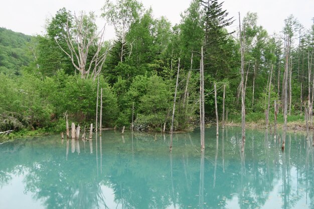 Scenic view of lake in forest