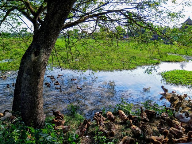 Scenic view of lake in forest