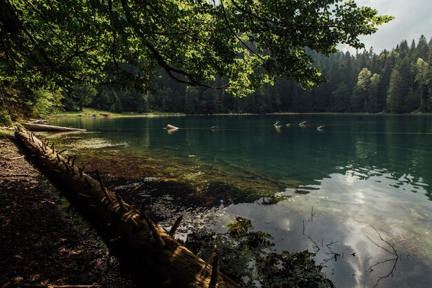 Photo scenic view of lake in forest