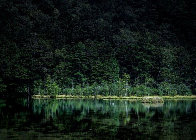 Scenic view of lake in forest