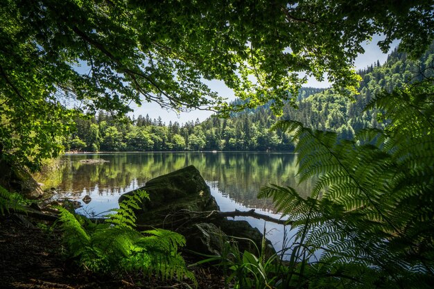 Foto la vista panoramica del lago nella foresta