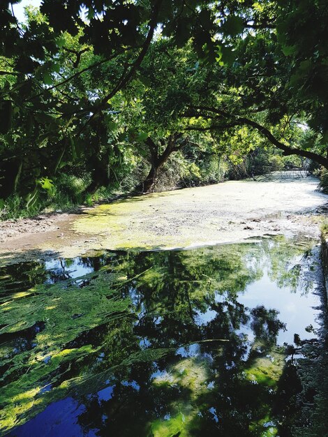 Scenic view of lake in forest