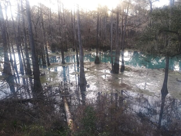 Scenic view of lake in forest