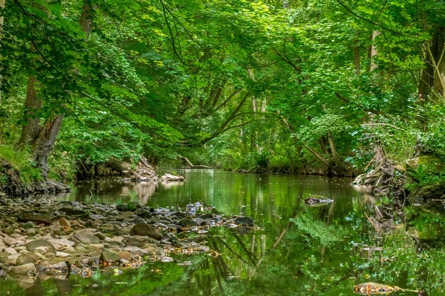 Scenic view of lake in forest