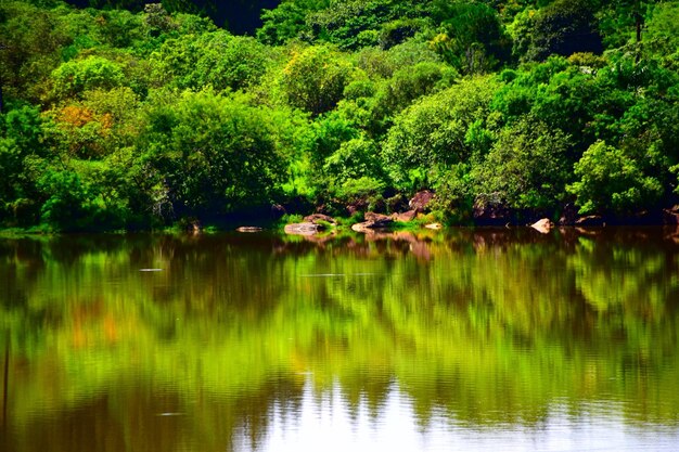 Scenic view of lake in forest