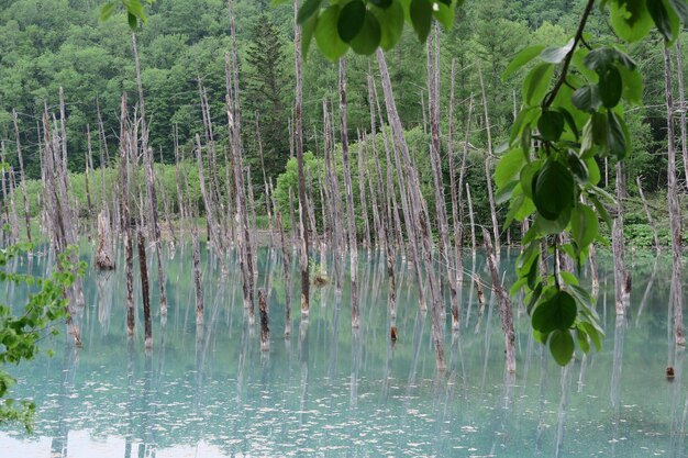 Scenic view of lake in forest