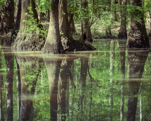 Photo scenic view of lake in forest