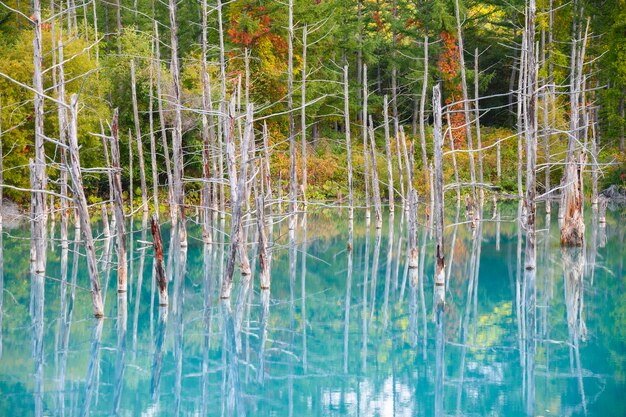 Foto la vista panoramica del lago nella foresta