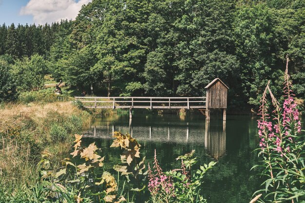 Photo scenic view of lake and plants