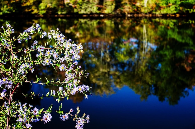 Photo scenic view of lake and purple flowering plants