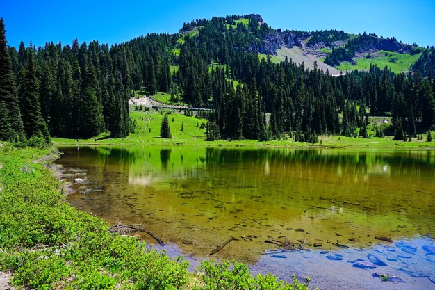 Scenic view of lake and trees against sky