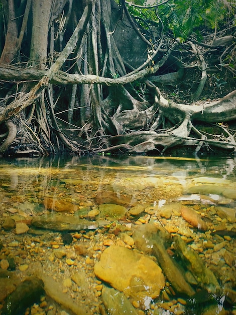 Foto la vista panoramica del lago