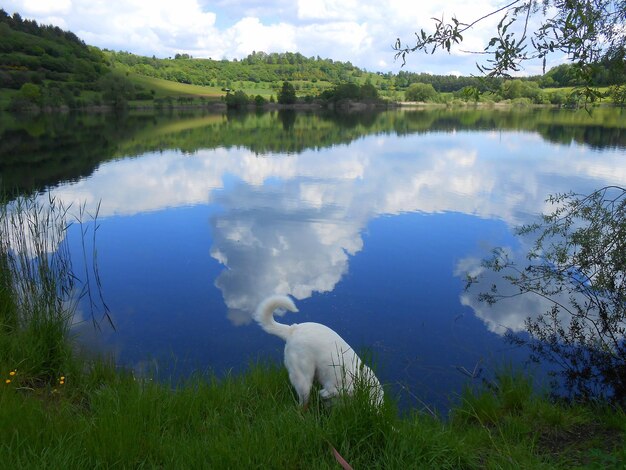 Foto la vista panoramica del lago