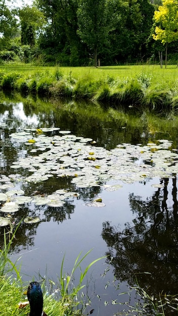 Photo scenic view of lake