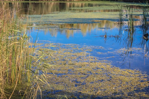 Scenic view of lake