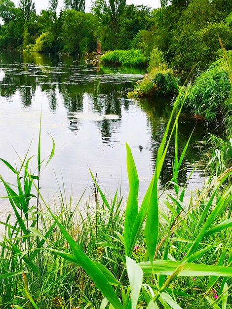 Scenic view of lake