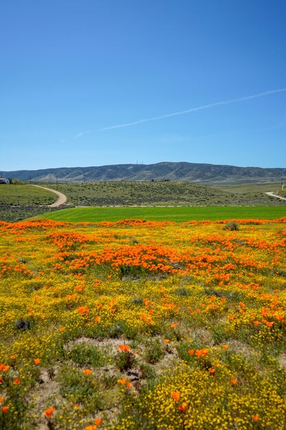 Scenic view of landscape against clear blue sky