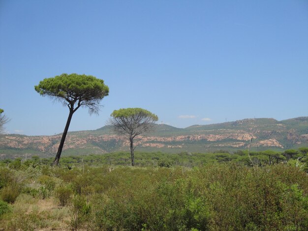 Scenic view of landscape against clear blue sky