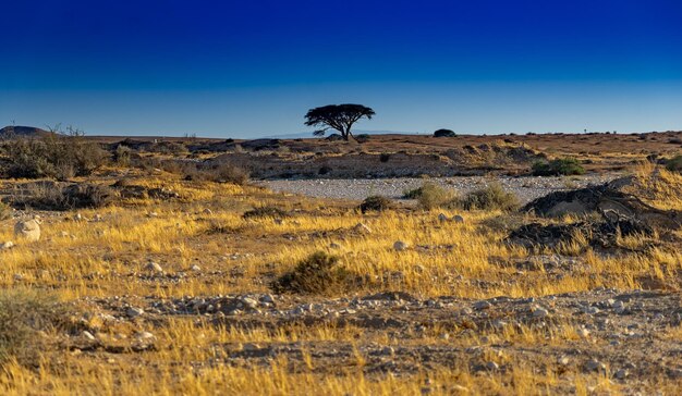 Scenic view of landscape against clear blue sky