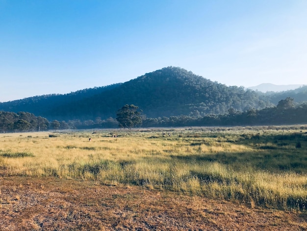 Scenic view of landscape against clear sky