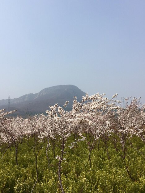 Scenic view of landscape against clear sky