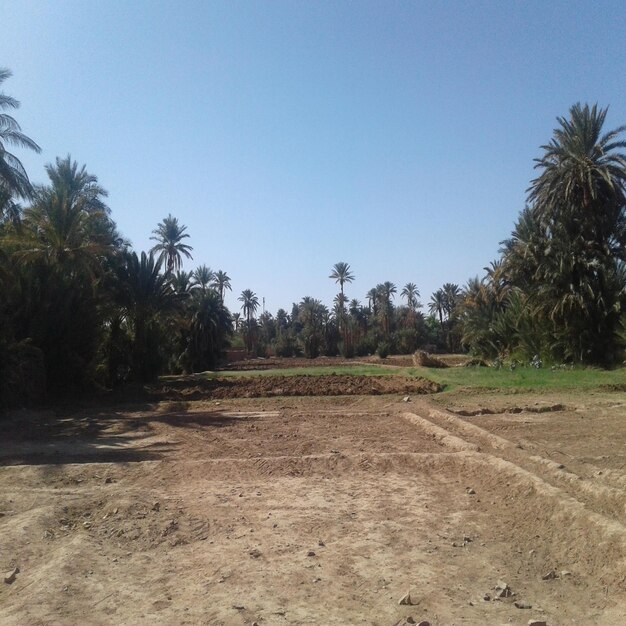 Scenic view of landscape against clear sky