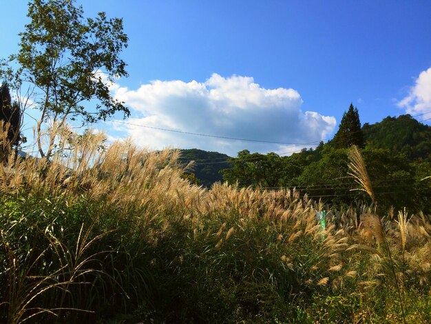 Scenic view of landscape against cloudy sky